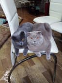 Мальчик лиловый 1 годик шотландские веслоуха скоттиш фолд.
