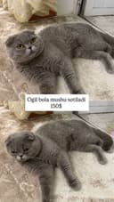 Эркак Мушук Scottish Fold