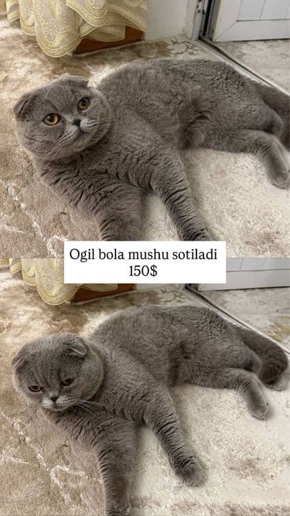 Эркак Мушук Scottish Fold — 1