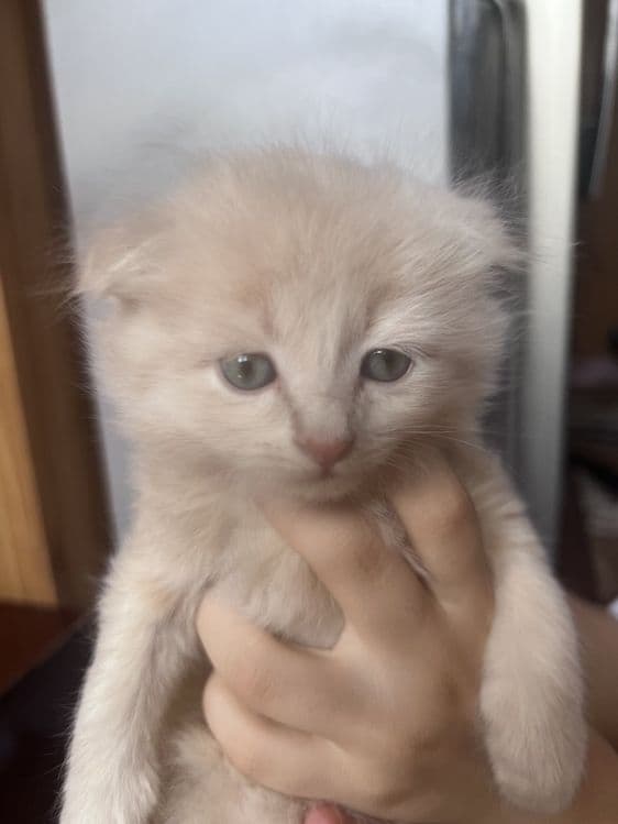 Продаеться котята чистокровной 2 месяца — 1
