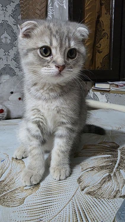 Mushuk bolasi 2.5 oylik — 1