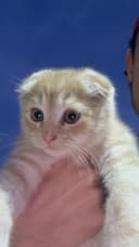 Scottish fold orginal