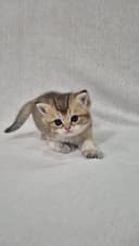 Britan straight chinchilla