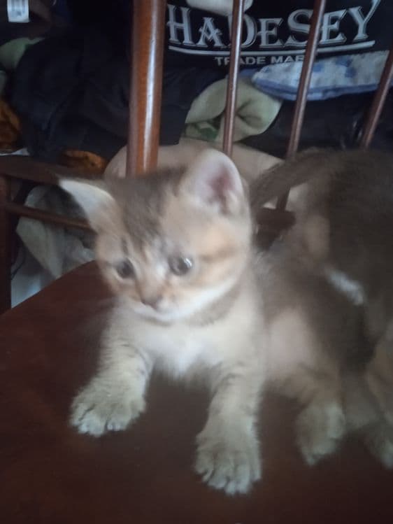 Милинкие котенки пародой золотая шиншила — 1
