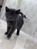 British Shorthairga o‘xshash yoki “Britan zoti mushukcha” deb ham ayti