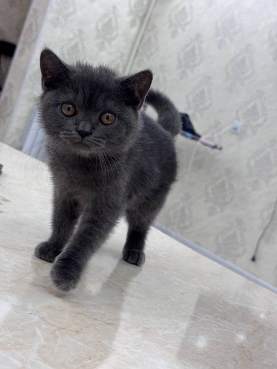 British Shorthairga o‘xshash yoki “Britan zoti mushukcha” deb ham ayti — 1