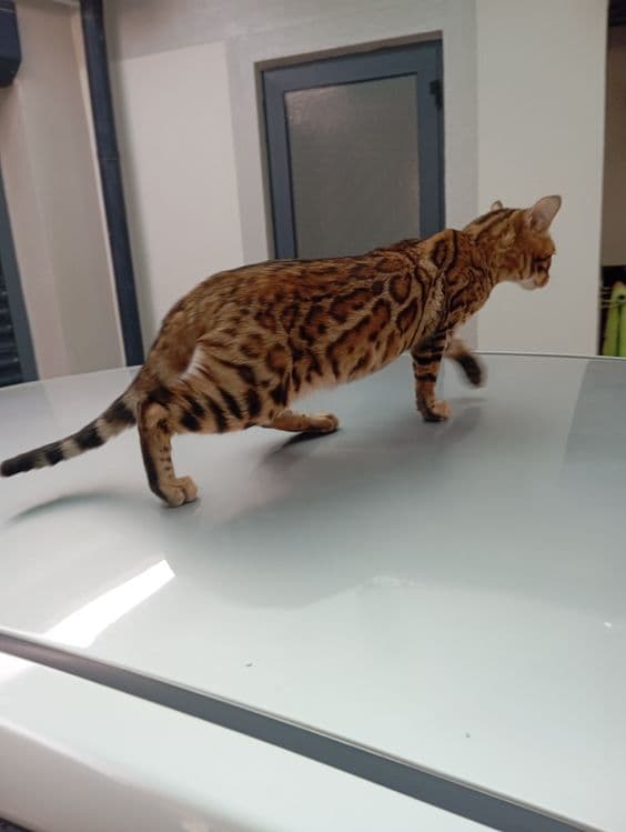 Zoti Bengal toza zot o'g'il — 1