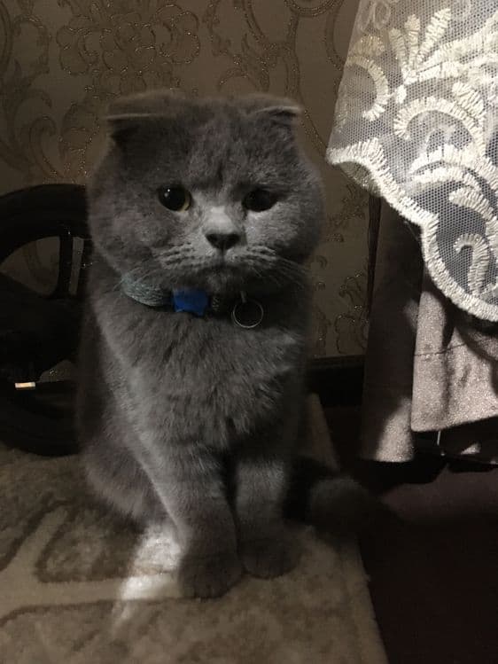 Продаётса скотиш фолд — 1