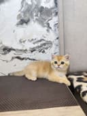 Oltin shinchilla (золотистый шиншилла)