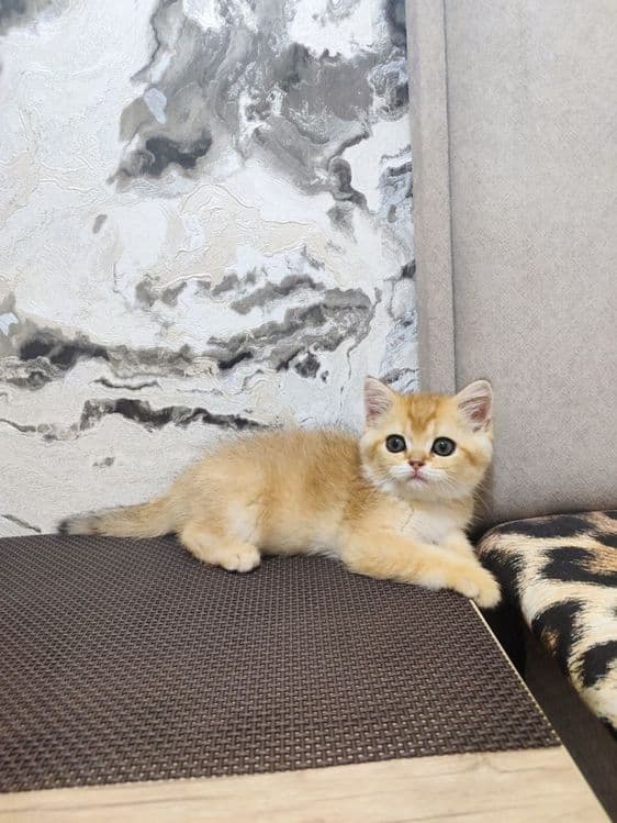 Oltin shinchilla (золотистый шиншилла) — 1