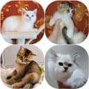 Роскошные котята, ухоженные, растут в любви на хорошем питании
