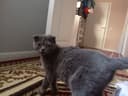 Продается беременная Кошка шотландская вислоухая (скоттиш-фолд).