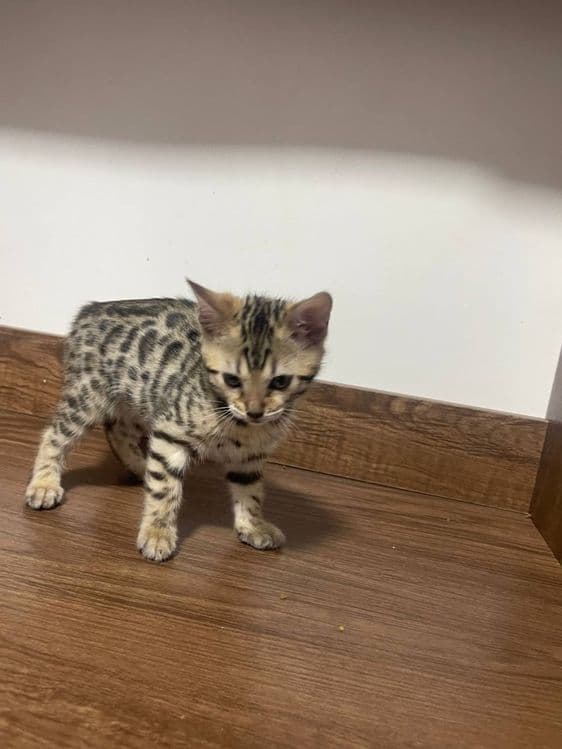 Toza bengal mushugi — 1