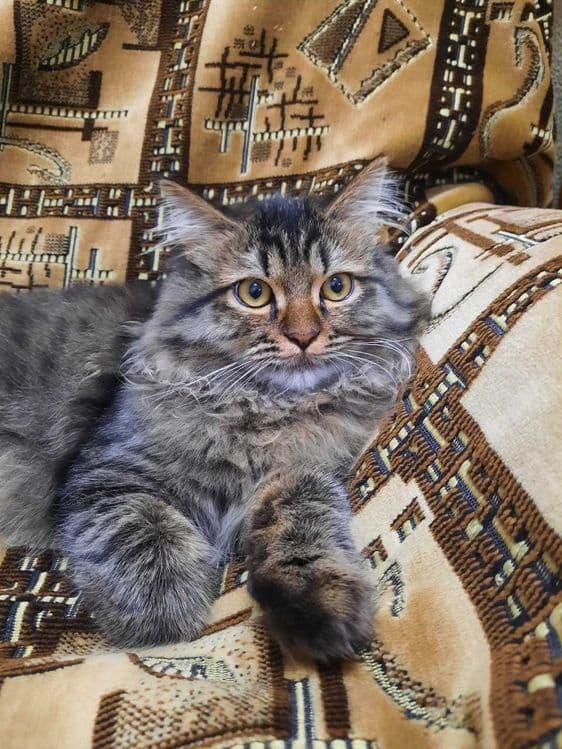Сибирская кошка (Кот) — 1