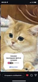 Британская шиншила