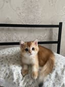 Котенок, золотая шиншилла.