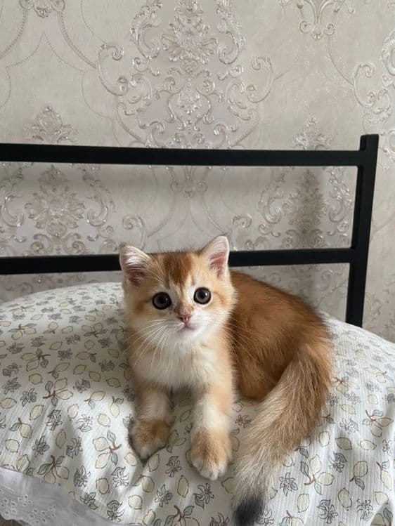 Котенок, золотая шиншилла. — 1