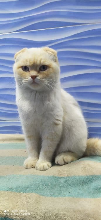 Скотиш страйт и скотиш фолд — 1