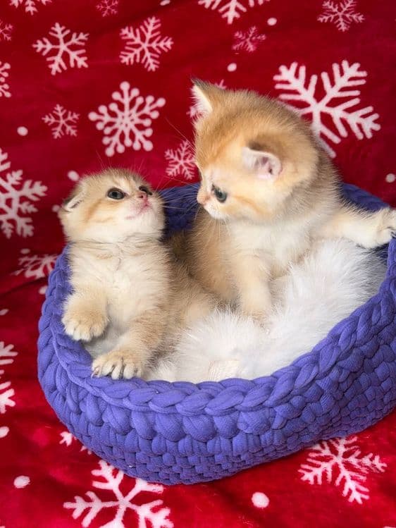 Котята по супер цене — 1