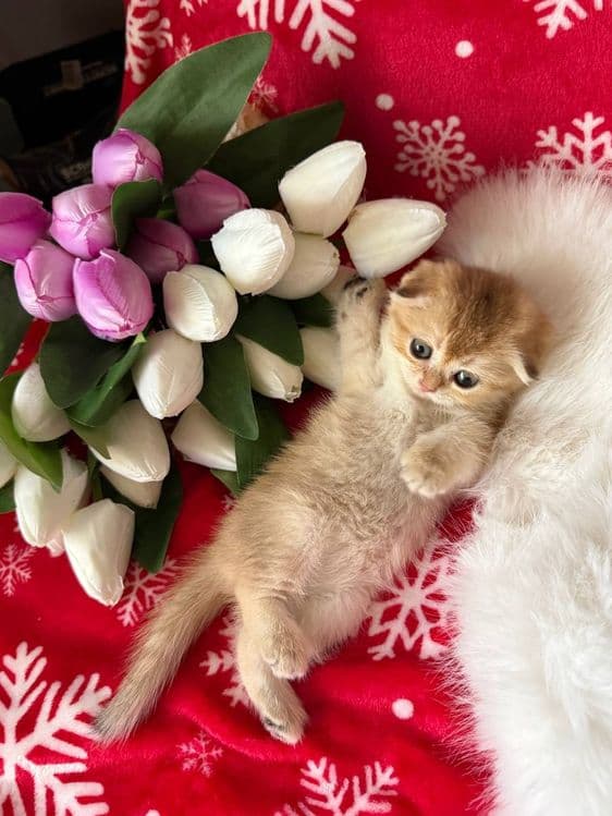Продаются котята — 1