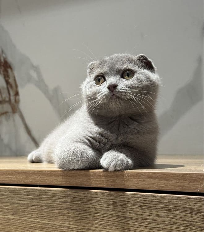 Скоттиш фолд котята — 1