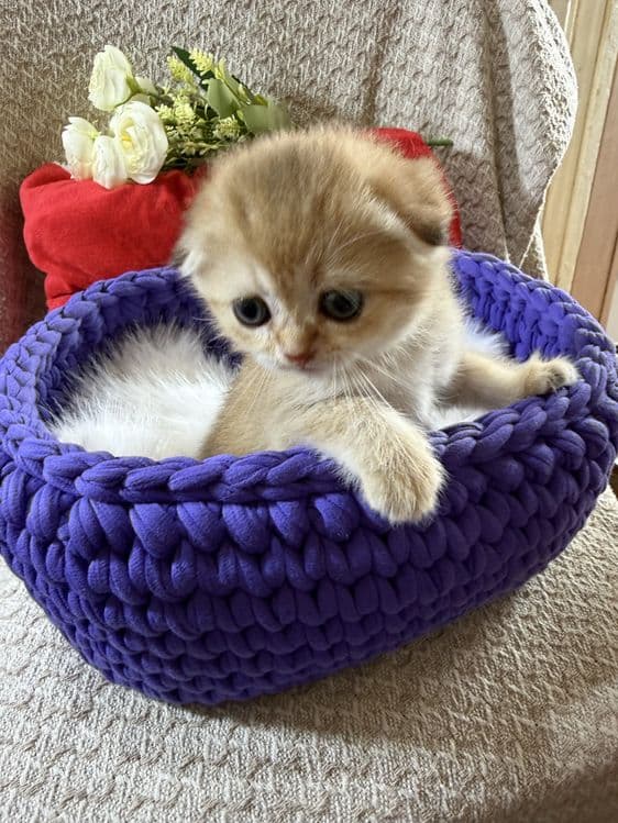 Котята по суперцене шиншиллы — 1