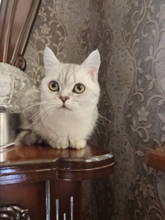 Кошка британский шиншилла окрас мрамора — 1