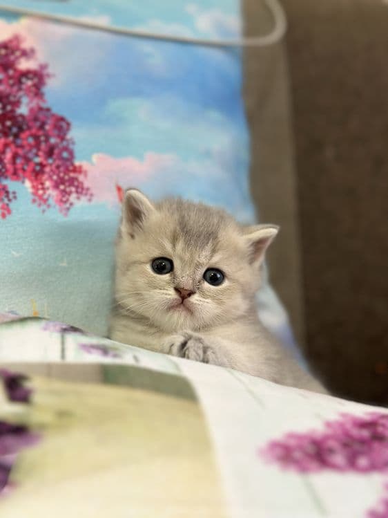 Срочно продаются экслюзивные британские котята! — 1