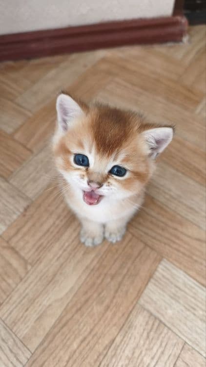 Продаются котята породы британская короткошерстная (золотая шиншилла) — 1