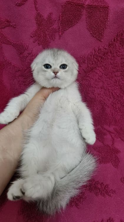 Продаётся чистокровная серебристая шиншилла девочка скоттиш-фолд — 1