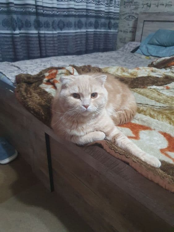 Отдам в хорошие руки кот и кошка — 1