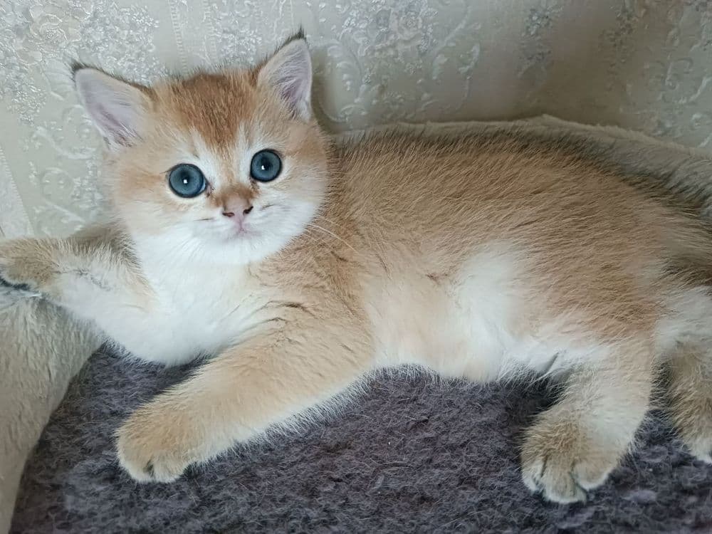 Продажа котят золотой шиншилы — 1