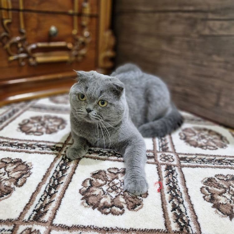 Продается Скоттиш фолд — 1