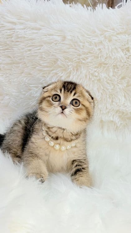 Продам котенка скоттиш-фолд — 1