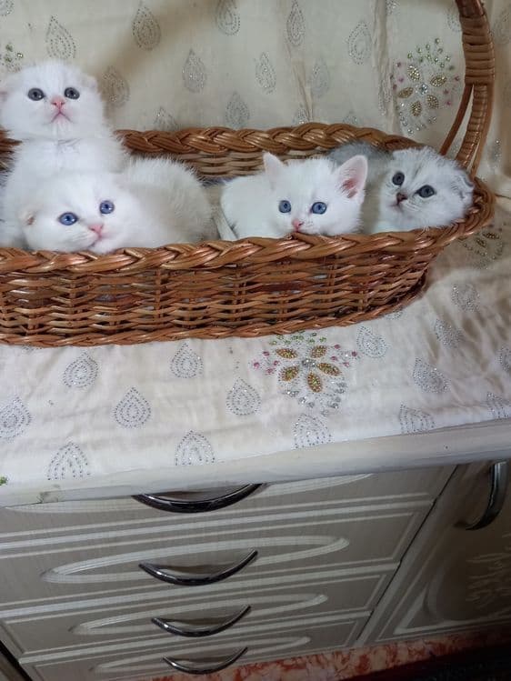 Продаётся котята — 1