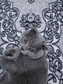 Домашнее кошках продаётся