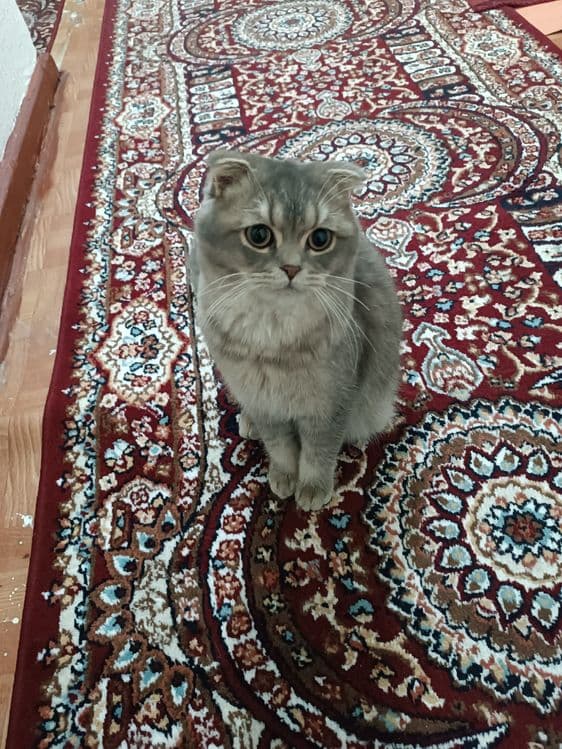 Zotli Mushuk sotiladi — 1