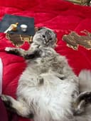 Scottish Fold Highland