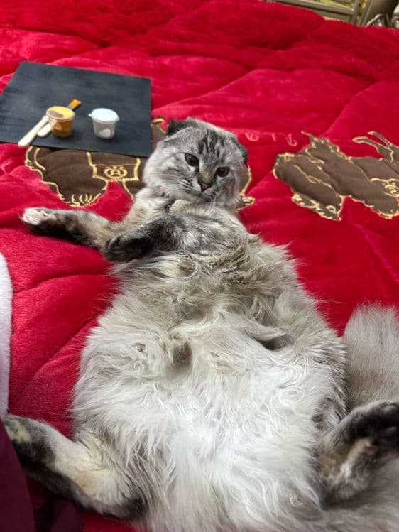 Scottish Fold Highland — 1