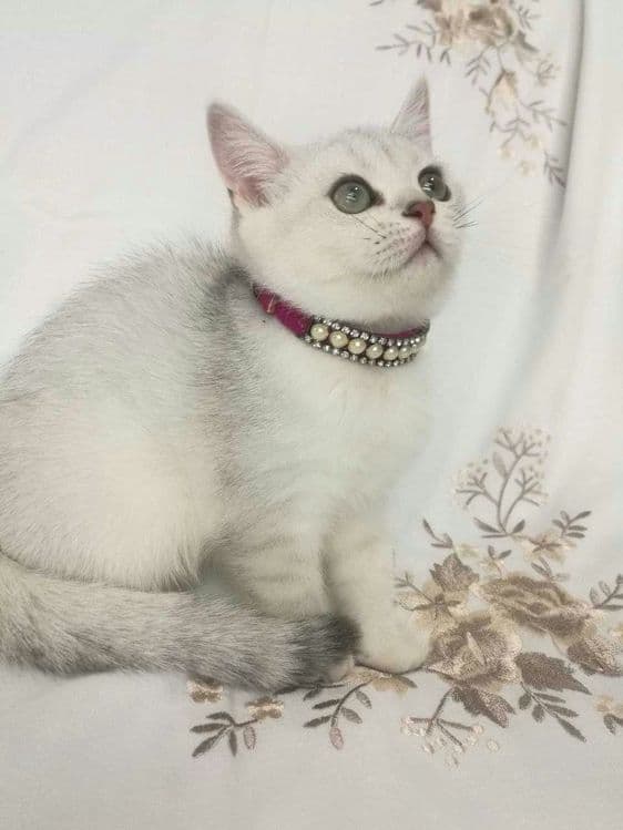 Продаётся кошка британская короткошерстная шиншилла цвет — 1