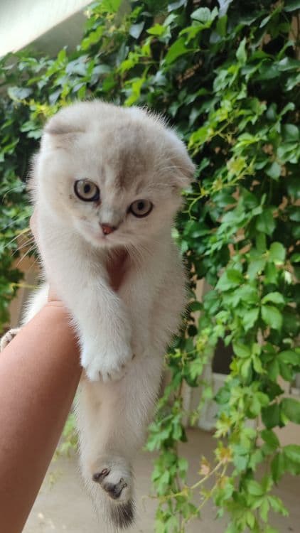 Продаются котята — 1