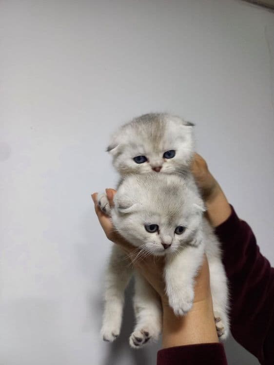 Продаются котята — 1