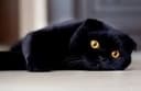 Самец Котику 1 год Scottish fold