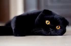 Самец Котику 1 год Scottish fold — 1