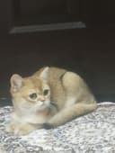 Британская короткошерстная