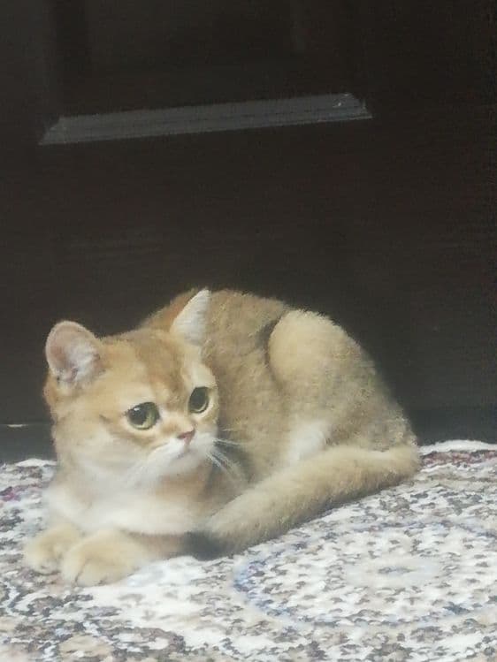 Британская короткошерстная — 1