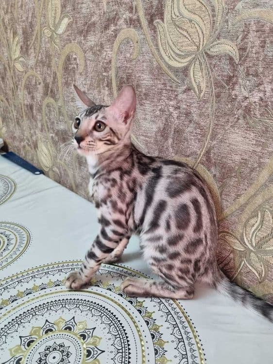Продам кошку Mushuk sotaman Мушук Бингалский — 1