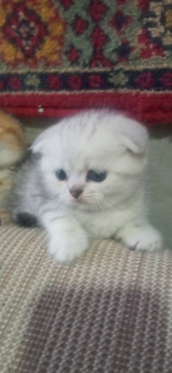 Котята. По. 200уе — 1