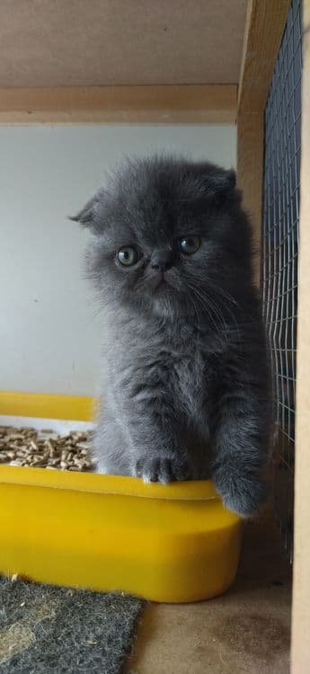 В продаже Экзоты котята — 1