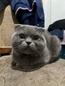 Scottish fold 1 yoshga tolmagan yaxshi